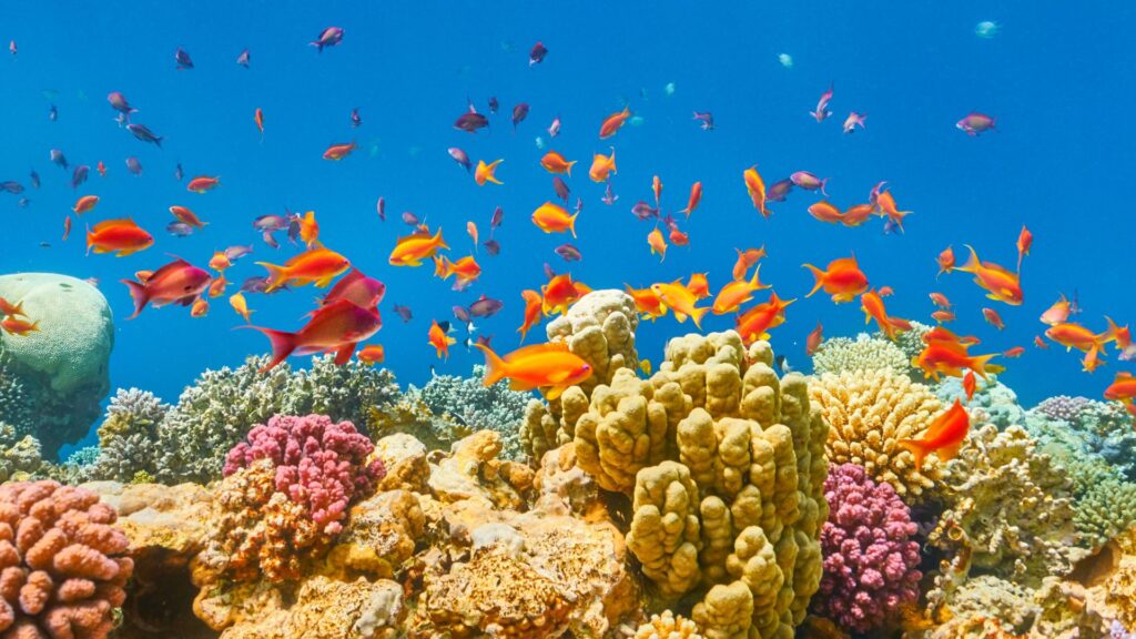 Quando andare a Sharm el Sheikh