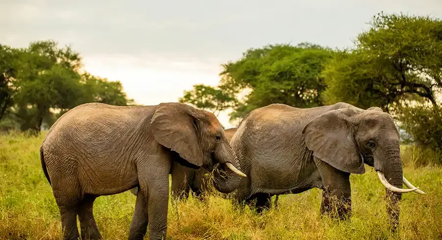 Tanzania Safari Badili Tanzania Safari Bidii