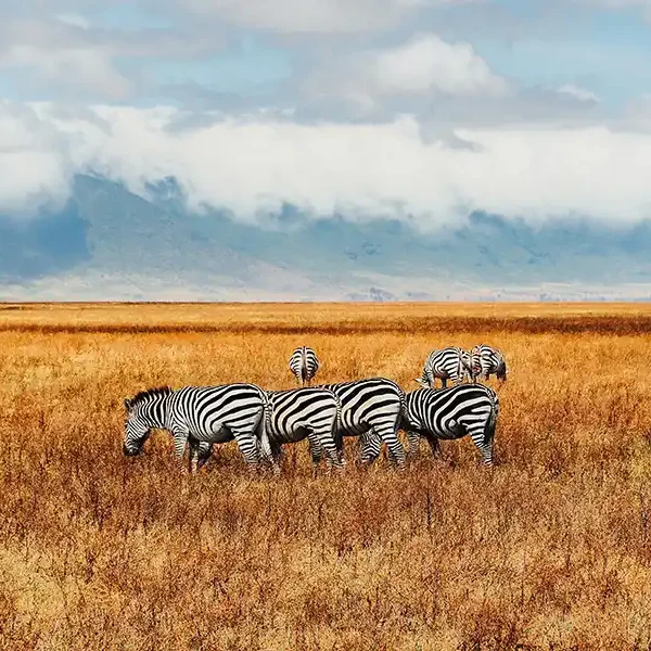 Tanzania Safari Bidii