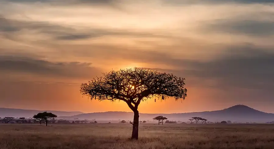 Tanzania Safari Badili
