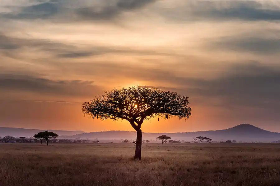 Tanzania Safari Badili