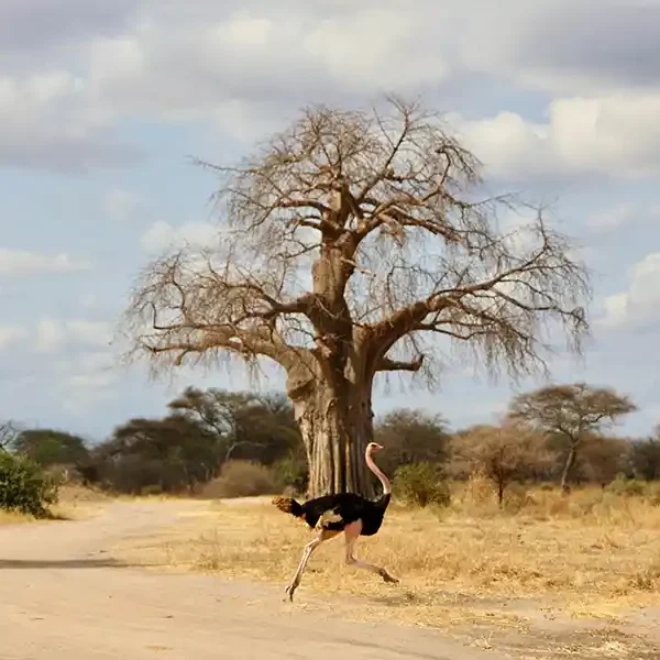 Tanzania Safari Badili